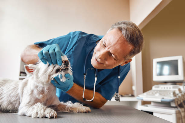Best Emergency Root Canal Treatment in Cottage City, MD